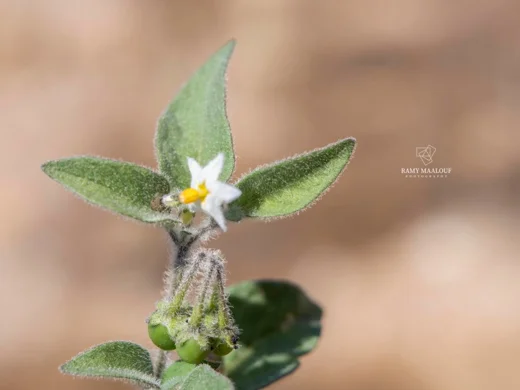 Solanum villosum