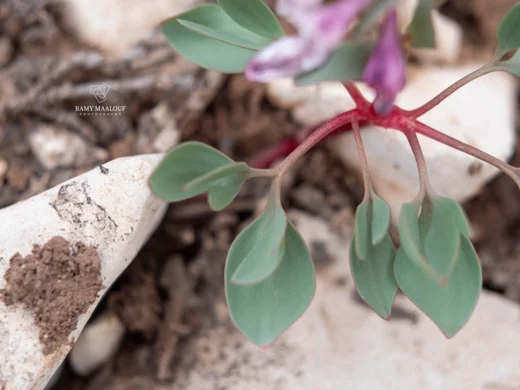 Corydalis erdelii