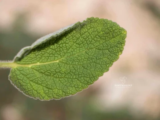 بطنج إهرنبرغ