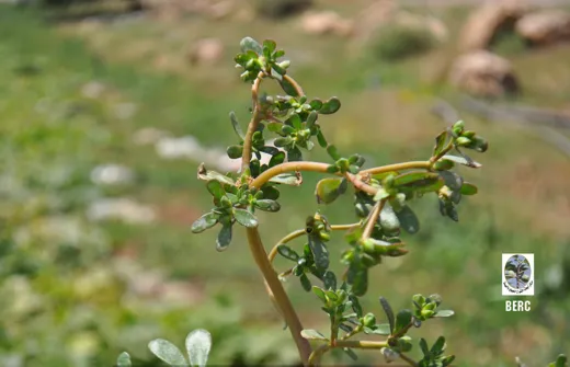 فرفحينا