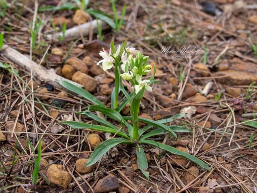 Dactylorhiza romana subsp. romana
