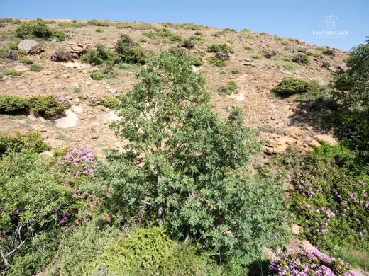 سنديان كوتشي