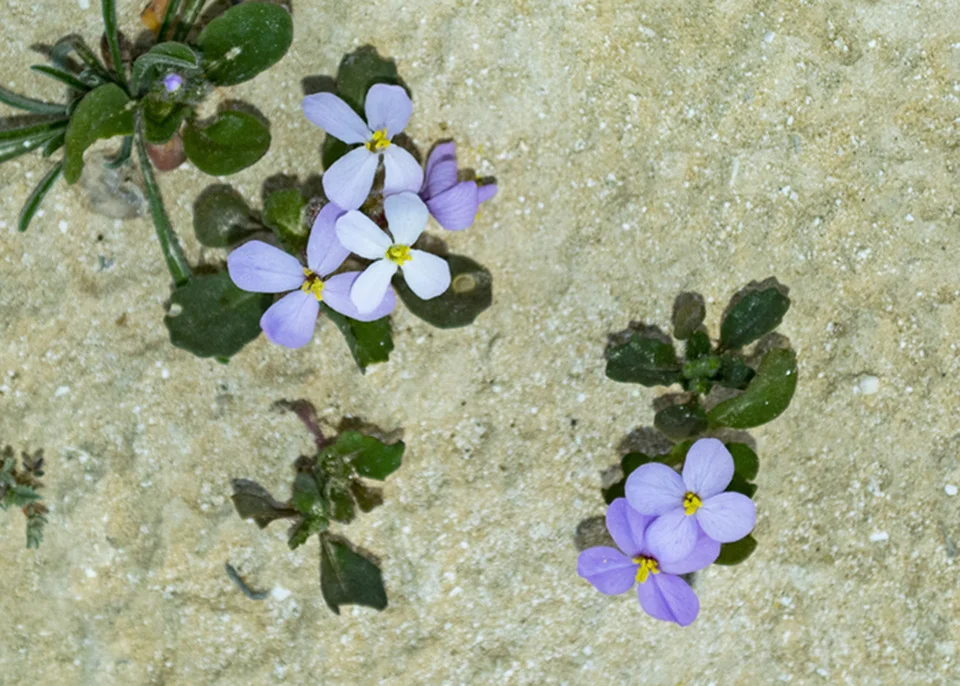 نسب المصنف - غير تجاري 4.0 دولي (CC BY-NC 4.0)- i naturalist.