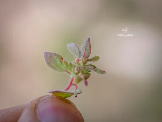 عشبة الجرح