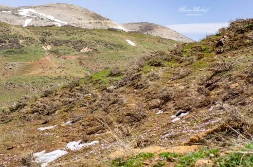 Colchicum szovitsii subsp. brachyphyllum
