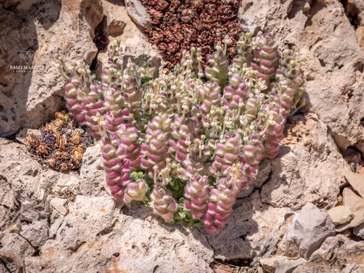 Scutellaria utriculata