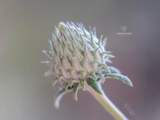 Ptilostemon chamaepeuce