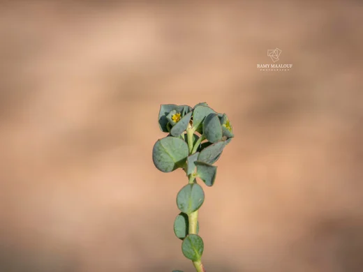 فربيون أرومي