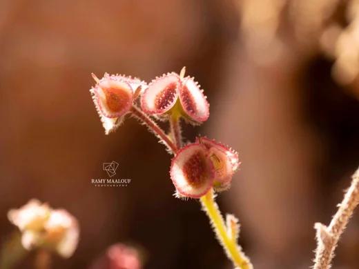 Mattiastrum lithospermifolium