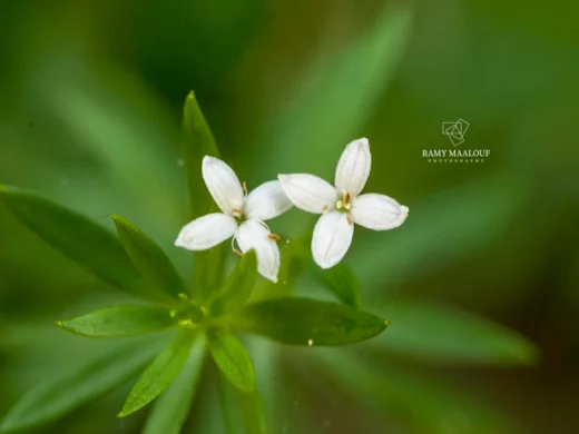 Galium pestalozzae