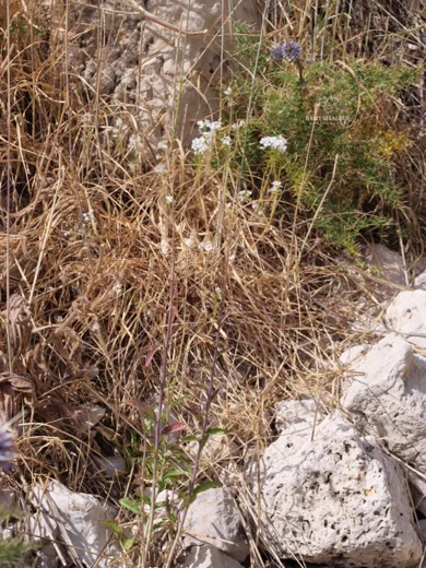 Peltaria angustifolia