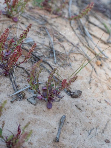 Rumex bucephalophorus