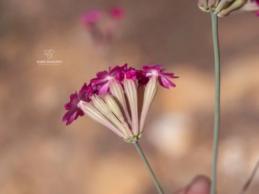 سيلينة رويترية