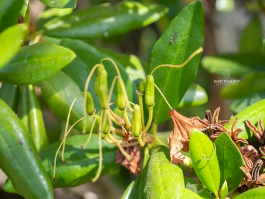 Rhododendron ponticum subsp. ponticum
