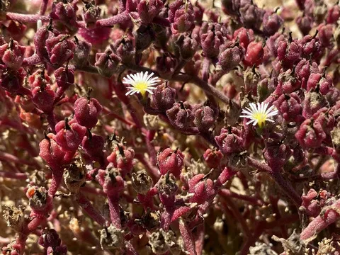 نسب المصنف - غير تجاري 4.0 دولي (CC BY-NC 4.0)- i naturalist.