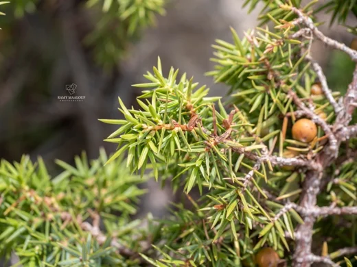 Juniperus deltoides