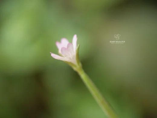 Epilobium lanceolatum