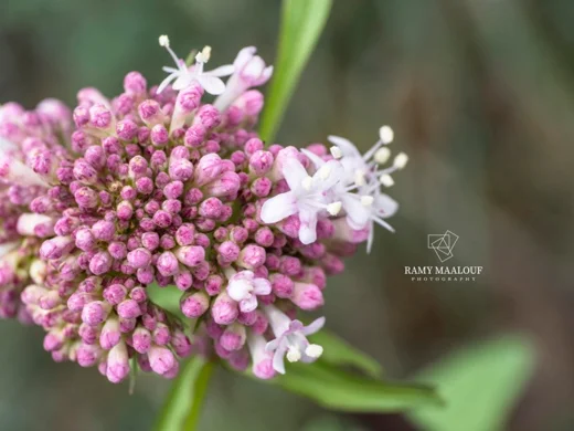 Valeriana italica