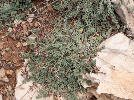 Astragalus angulosus