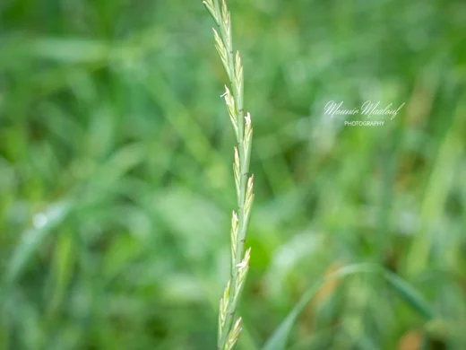 Lolium rigidum