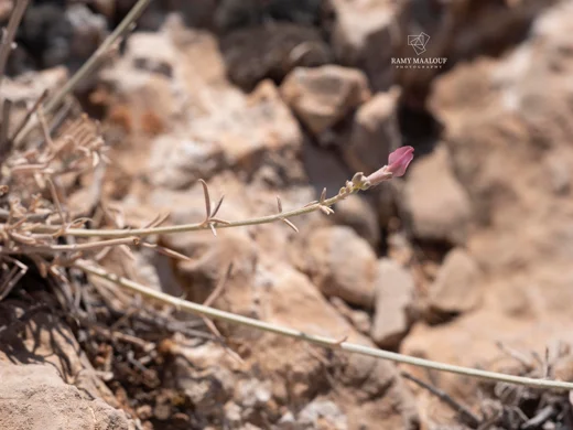 Astragalus trifoliolatus