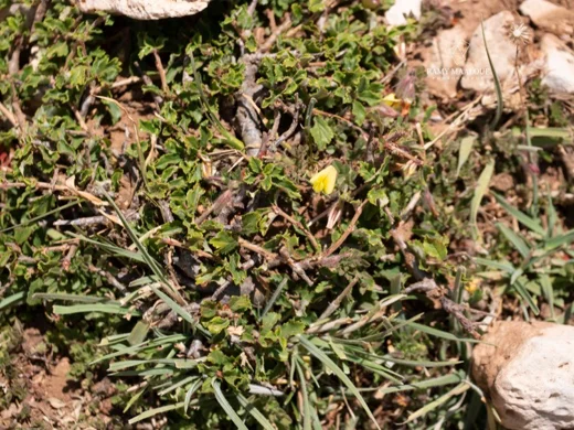 Ononis adenotricha