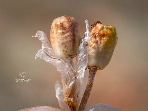 عصفلدين طوروسي