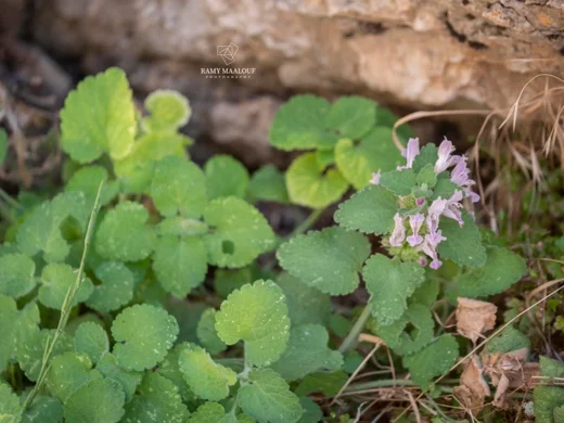 Lamium garganicum subsp. striatum