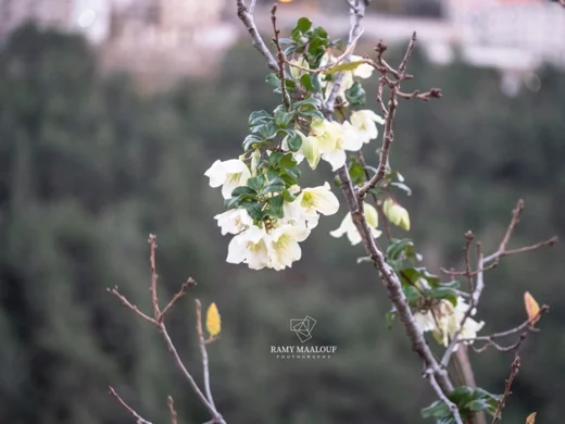 غاشية