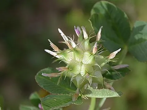 نسب المصنف - غير تجاري 4.0 دولي (CC BY-NC 4.0)- i naturalist.