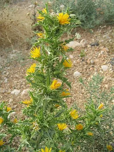 السنارية الاسبانية