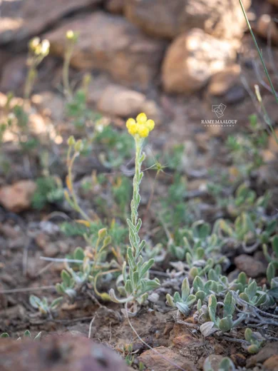 Helichrysum pallasii