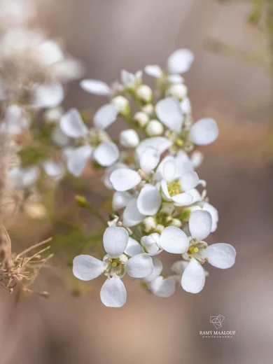 Peltaria angustifolia