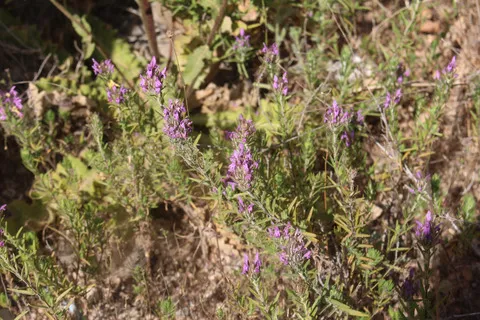 الأزهار والأوراق، حزيران. هذه الصورة مرخصة تحت المشاع الاٍبداعي نسب المصنف - غير تجاري 4.0
