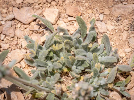 Stachys cretica subsp. vacillans