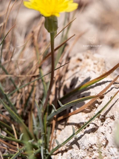 Scorzonera meyeri