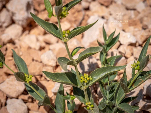Vincetoxicum dionysiense
