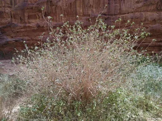 سموة