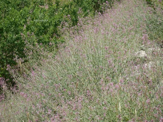 Centranthus longiflorus