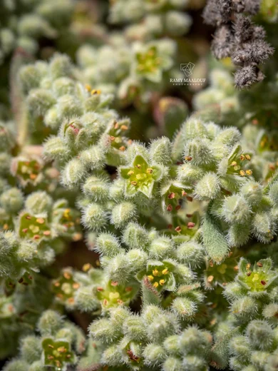 Herniaria incana