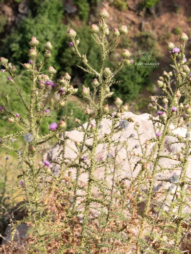 Onopordum cynarocephalum