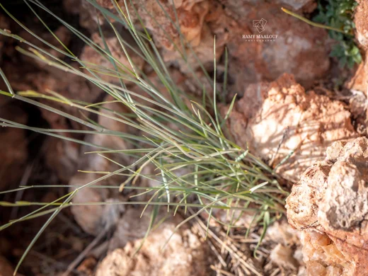 Pseudoroegneria libanotica