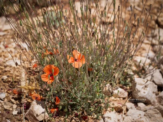 Papaver postii