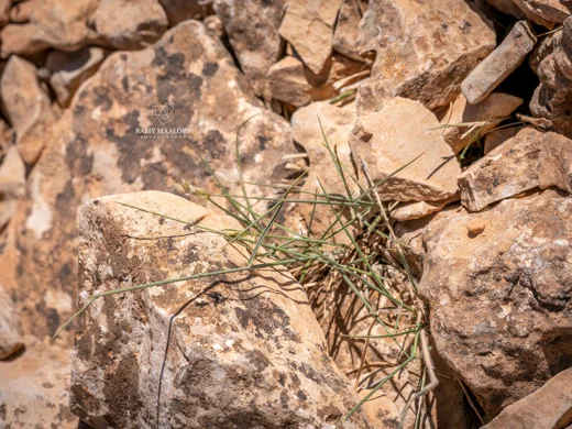 Melica eligulata