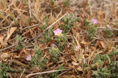 نسب المصنف - غير تجاري 4.0 دولي (CC BY-NC 4.0)- i naturalist.