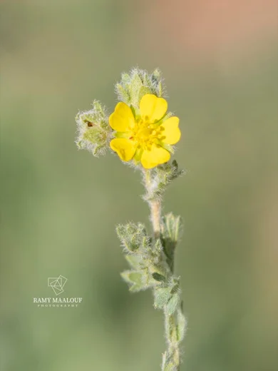 Potentilla geranioides subsp. syriaca