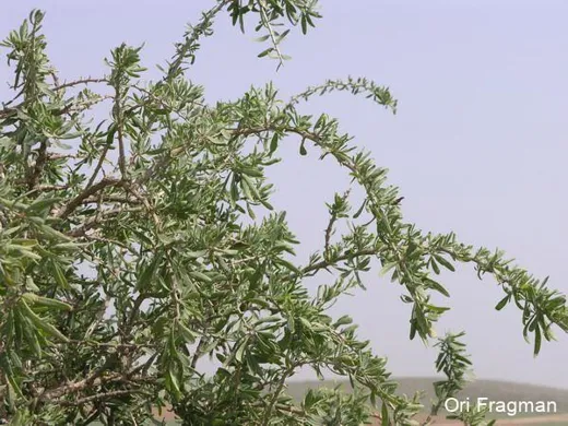 عرقد