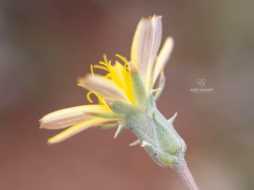 Scorzonera meyeri