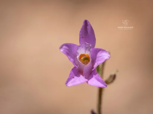Delphinium coelesyriacum