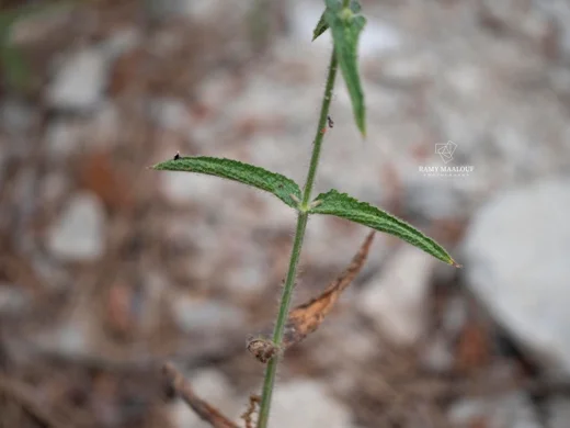 Sideritis pullulans